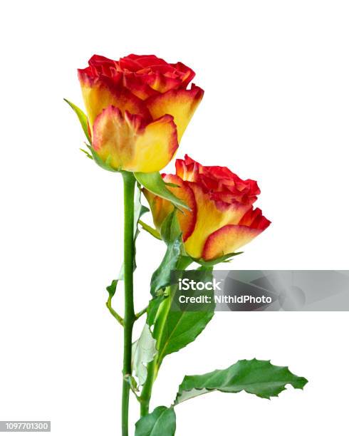 Foto de Bonita E Colorida Mistura Amarela Com Flor Rosa Vermelha e mais  fotos de stock de Amor - iStock