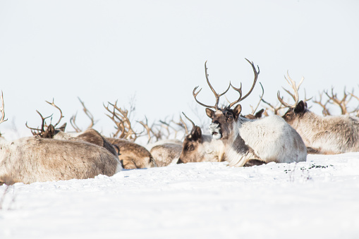herd of reindeer composed of large bull and female resting in a snow. \nall the animals are lying down with the head up, only one of them is looking at us.