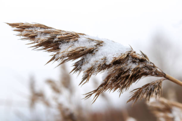 istock Dry reeds top under snow 1097704294