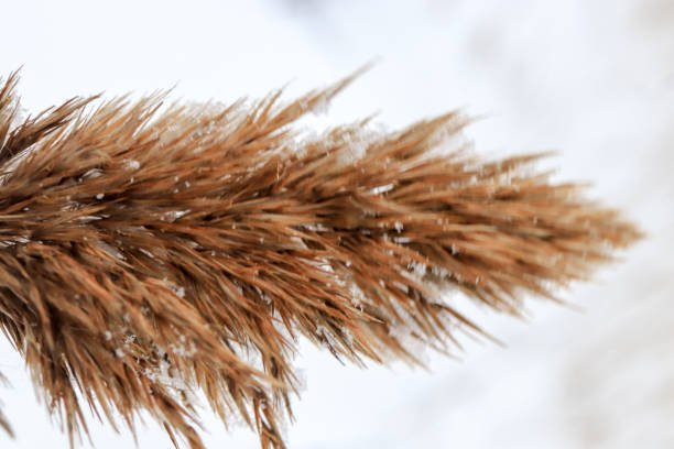 istock Wet reeds top on snow background 1097704296