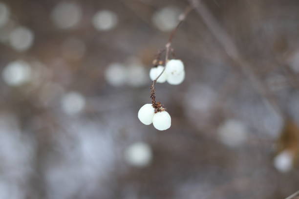 White berries in the winter forest.