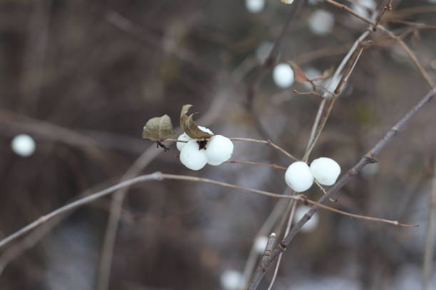 istock White berries in the winter forest. 1097706532