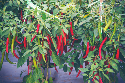 Close-up shot of red chillies growing at the farm