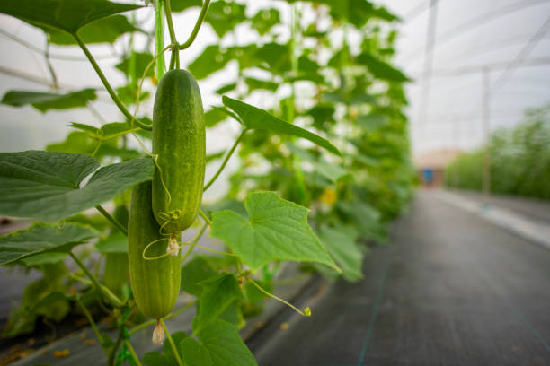 istock Technology for growing vegetables in greenhouses 1097710906