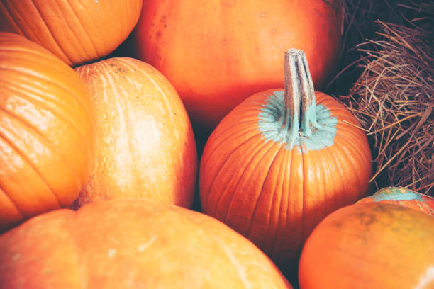 istock Giant pumpkin in the farm 1097710916