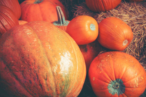 istock Giant pumpkin in the farm 1097710974
