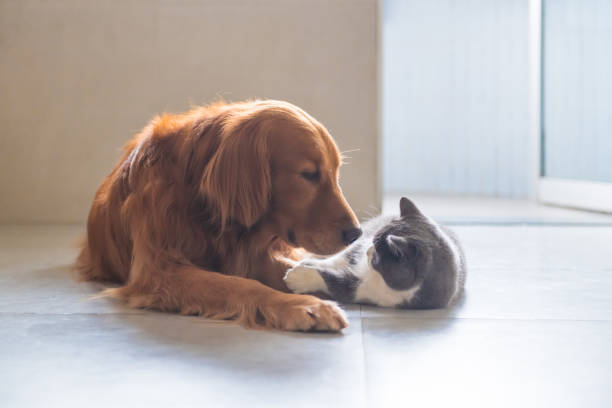 istock Golden Retriever dog and British short-haired cat 1097712604