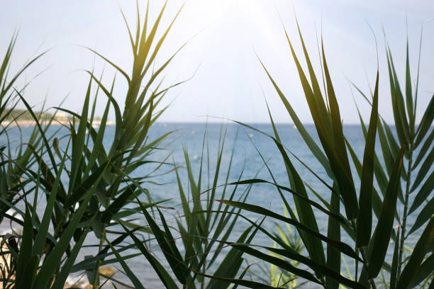 istock Palm leaves over the tropical beach scenery 1097716574