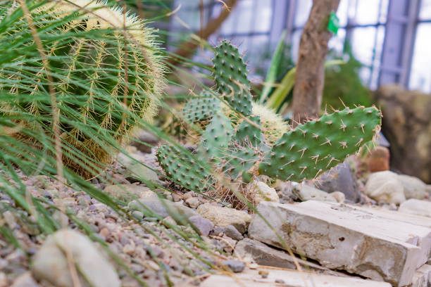 istock Various cacti and succulents in the green house 1097718044