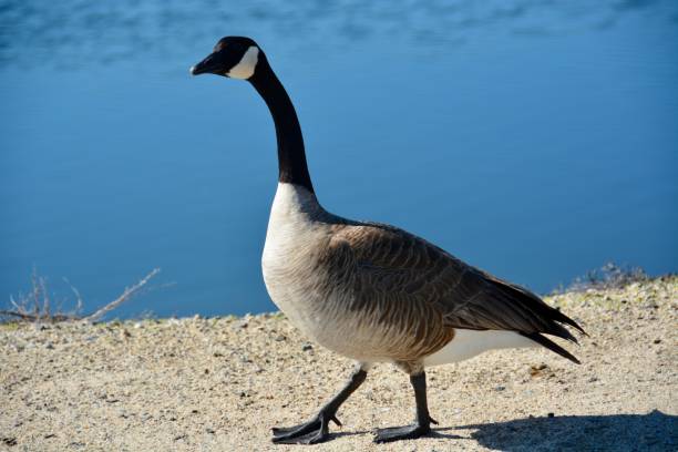 istock Canada Goose Waddling Near the Water’s Edge 1097723348