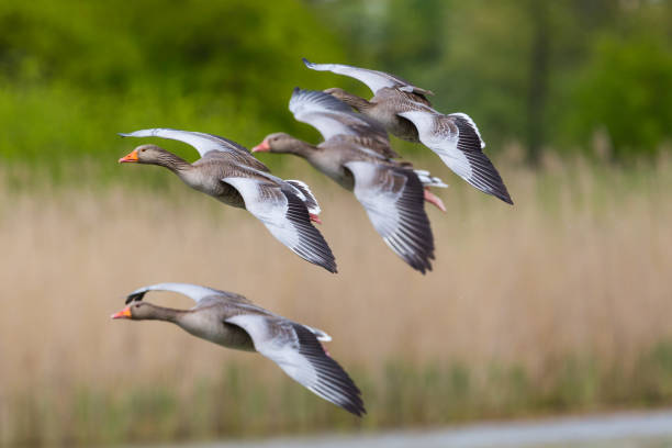 istock group of several gray geese (anser anser) flying on reed belt 1097725230