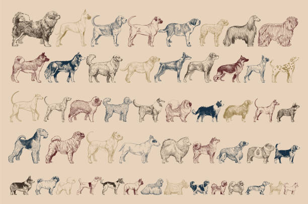 ilustraciones, imágenes clip art, dibujos animados e iconos de stock de estilo de dibujo de figura de perro - anticuado ilustraciones