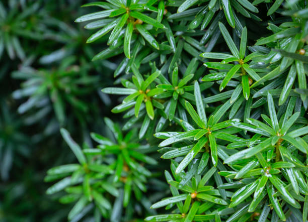 Vertical dark green with yellow stripes branches of yew Taxus baccata Fastigiata Aurea in the open air as natural background. Selective focus. Vertical dark green with yellow stripes branches of yew Taxus baccata Fastigiata Aurea in the open air as natural background. Selective focus. Nature concept for design taxus baccata fastigiata stock pictures, royalty-free photos & images