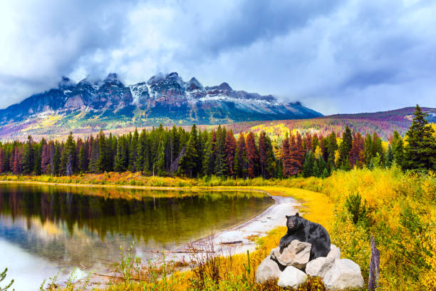 istock Gorgeous black bear resting on the rocks 1097737964