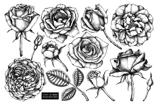 bildbanksillustrationer, clip art samt tecknat material och ikoner med rosor blommor samling - skräpig trädgård