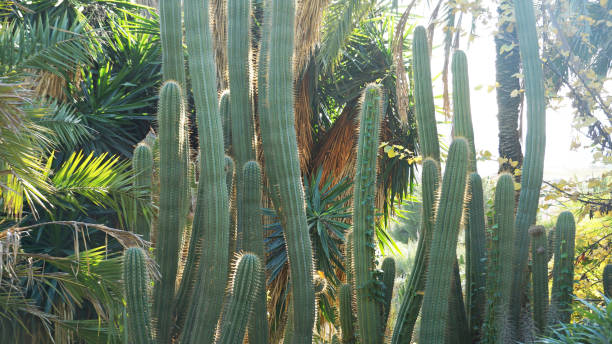 istock Park of cacti in Barcelona 1097742236