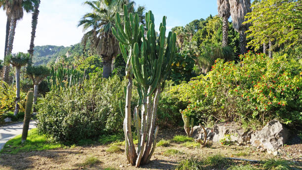 바르셀로나에서 선인장 공원 - ornamental garden plant tropical climate desert 뉴스 사진 이미지