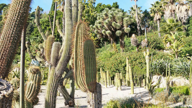 istock Park of cacti in Barcelona 1097742432