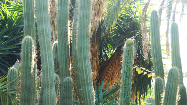 istock Park of cacti in Barcelona 1097742534