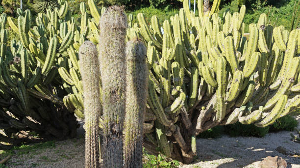 istock Park of cacti in Barcelona 1097742556