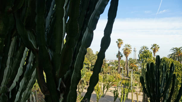 바르셀로나에서 선인장 공원 - ornamental garden plant tropical climate desert 뉴스 사진 이미지
