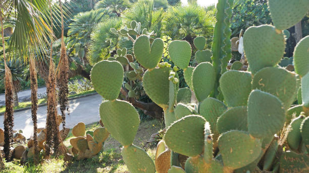 istock Park of cacti in Barcelona 1097744672