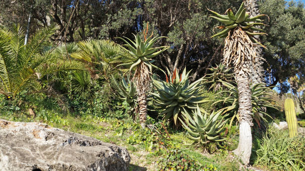 istock Park of cacti in Barcelona 1097745094