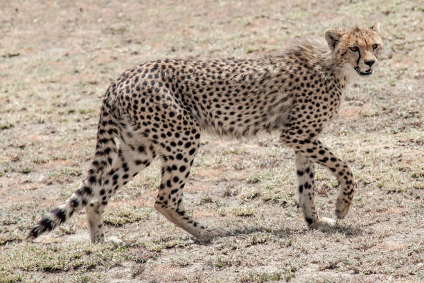 istock Full portrait of a cheetah 1097745166
