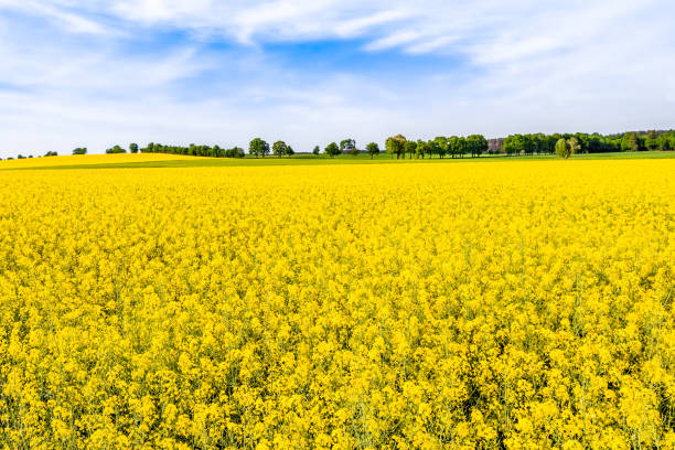 istock Blooming rapeseed fields with yellow flowers, field of rape, landscape 1097746660