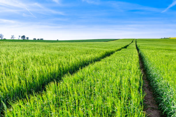 istock Road in field, green farm, landscape 1097746892