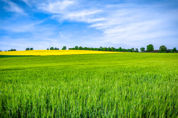 grass field, green farm fields and sky, scenic landscape - poland rural scene scenics pasture imagens e fotografias de stock