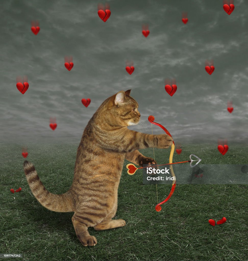 Mèo Với Một Cây Cung Bắn Vào Tim Hình ảnh Sẵn có - Tải xuống Hình ...