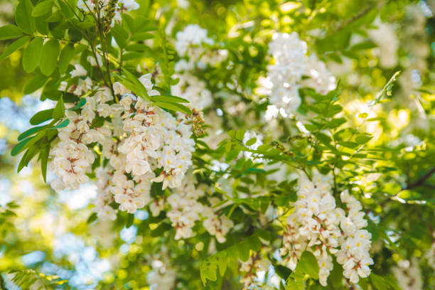 istock branch of blooming acacia 1097747570