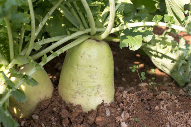 istock radish in the farmland 1097749554