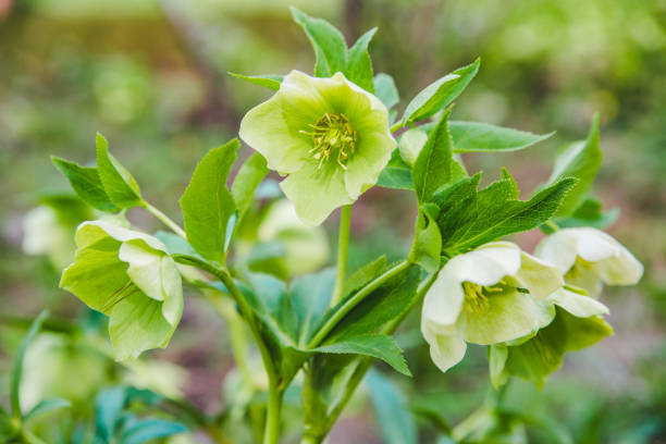 istock blooming flower close up. spring is coming 1097749830