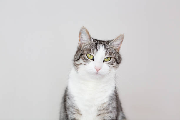 istock Tabby cat with white spots portrait 1097749944