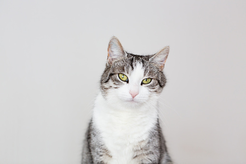 Cute tabby cat with white chest and white on the face, siitting on white blanket,  looking into camera, head and shoulders