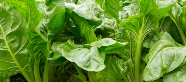 istock sliverbeet grow in vegetable garden 1097752758