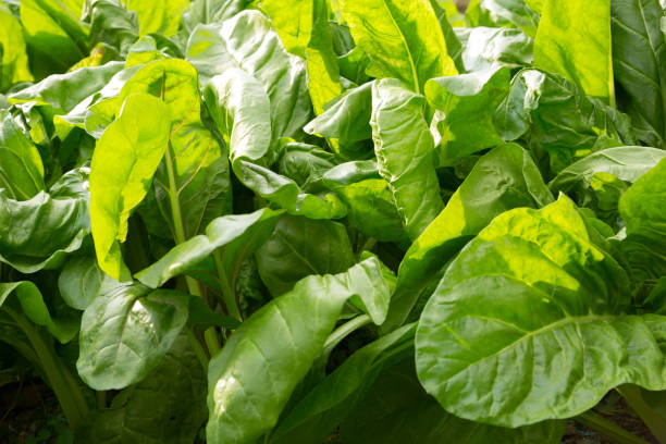 istock sliverbeet grow in vegetable garden 1097752866