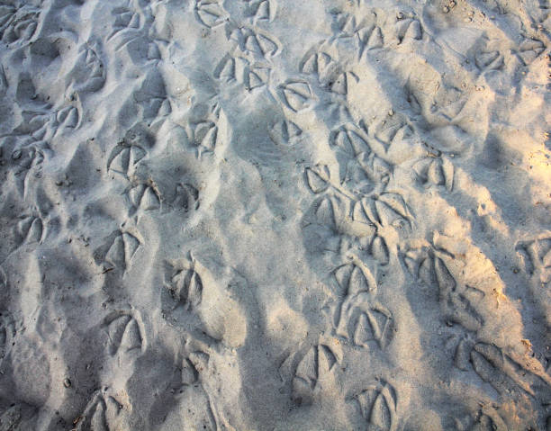 istock Waterbird tracks on the beach 1097752880