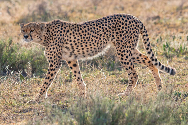 istock Full portrait of a cheetah 1097756480