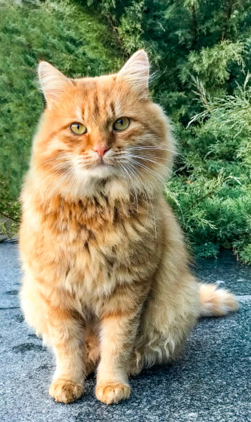 istock Red fluffy cat is sitting on ground 1097758492