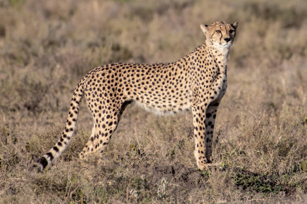 istock Full portrait of a cheetah 1097758824