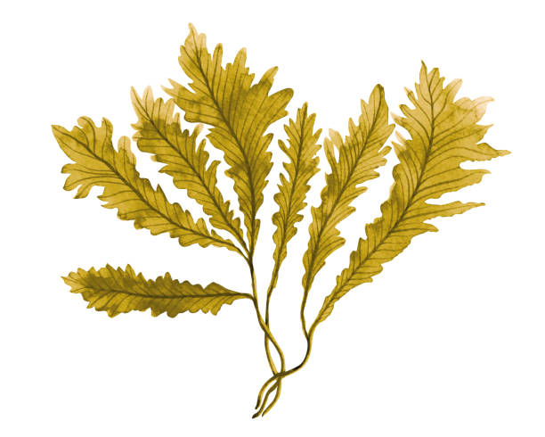 Brown Seaweed ,Kelp in the ocean ,watercolor hand painted element isolated on white background. Watercolor brown seaweed illustration design. Brown Seaweed ,Kelp in the ocean ,watercolor hand painted element isolated on white background. Watercolor brown seaweed illustration design. With clipping path. kelp stock illustrations