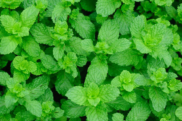 istock Green mint plant in growth at vegetable garden 1097760790
