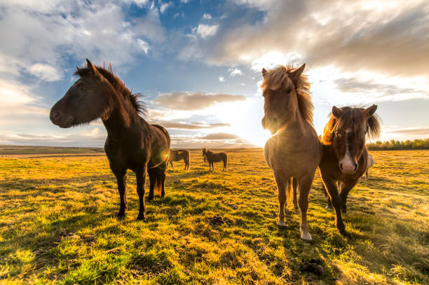 horses with beautiful and bushy mane of iceland stock photo