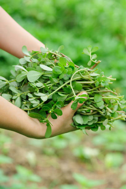 istock woman hand  picking herb at garden 1097764072
