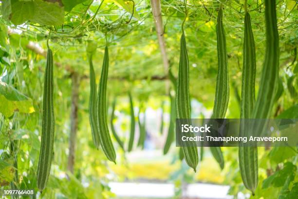 Photo libre de droit de Frais Luffa Acutangula Ou Angled Gourde Dans Un Jardin Potager Prêt À Être Récoltées banque d'images et plus d'images libres de droit de Gourde - Cucurbitacée