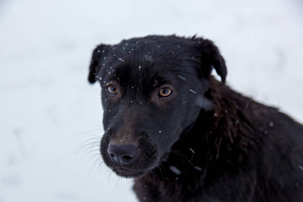istock Stray dogs in the winter outside 1097766544