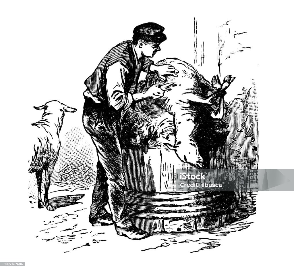 Antique old French engraving illustration: Mutton sheep shearing Lamb - Meat stock illustration